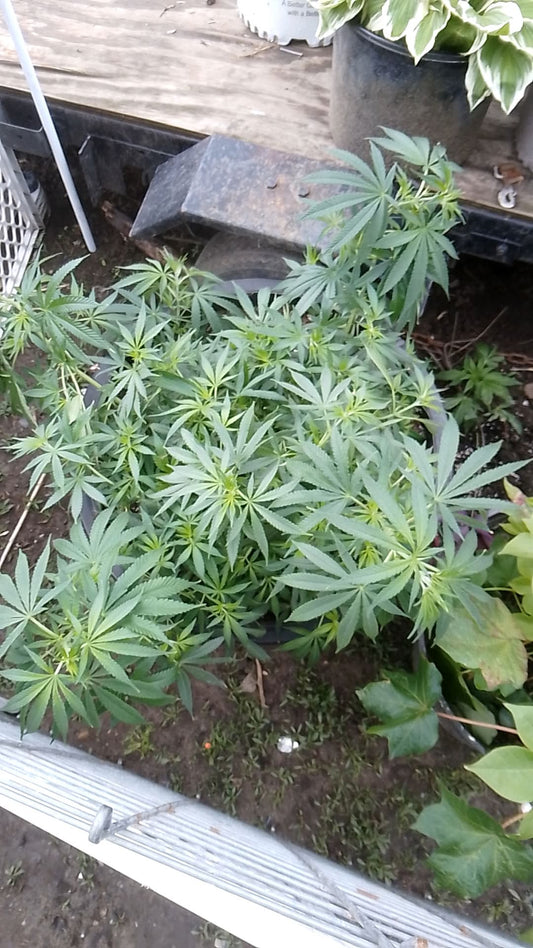 ROH Feminized X5 Fem. (Royal one hitter)