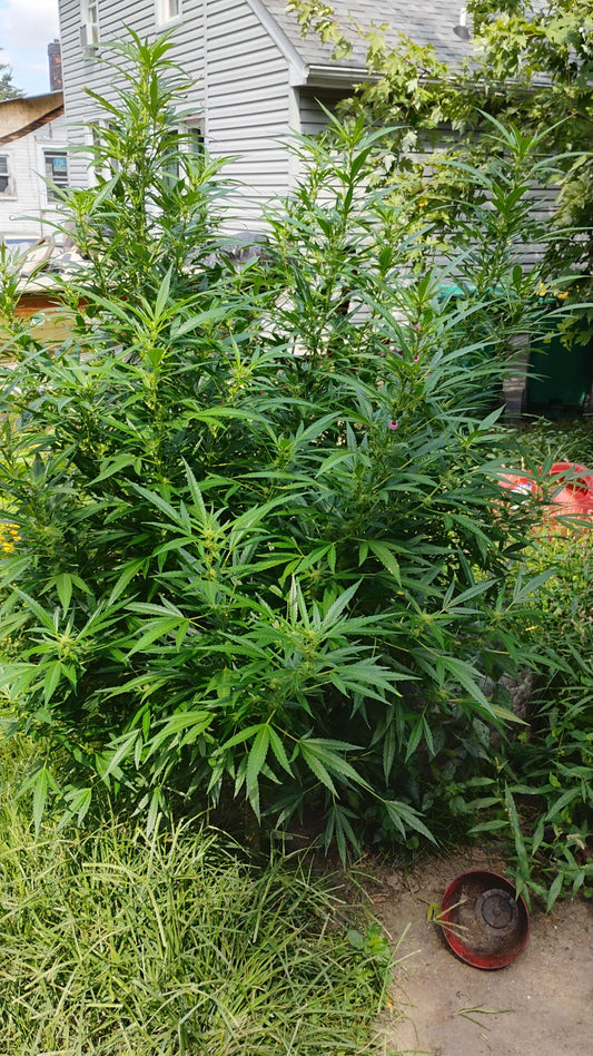 Ozzy's dream fem  XXL  6 pack