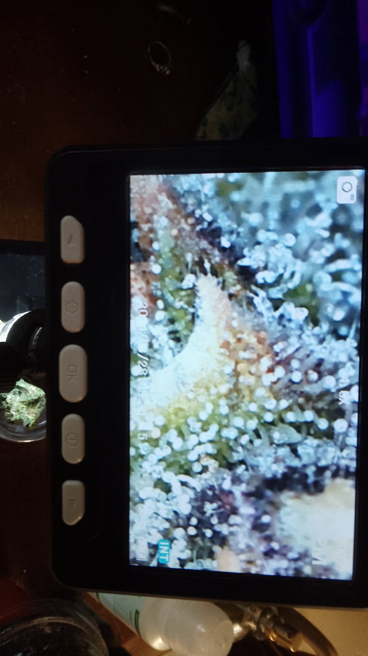 Swamp puppy Auto flower XL. Fem x6