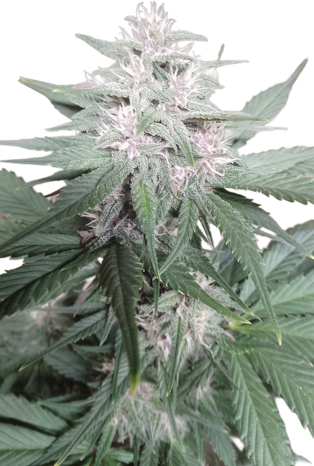 ROH Feminized X5 Fem. (Royal one hitter)