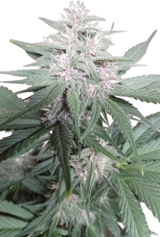 ROH Feminized X5 Fem. (Royal one hitter)