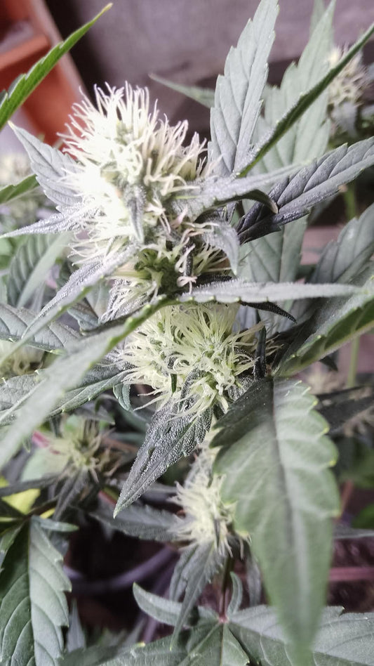 Super Mann x5 fem