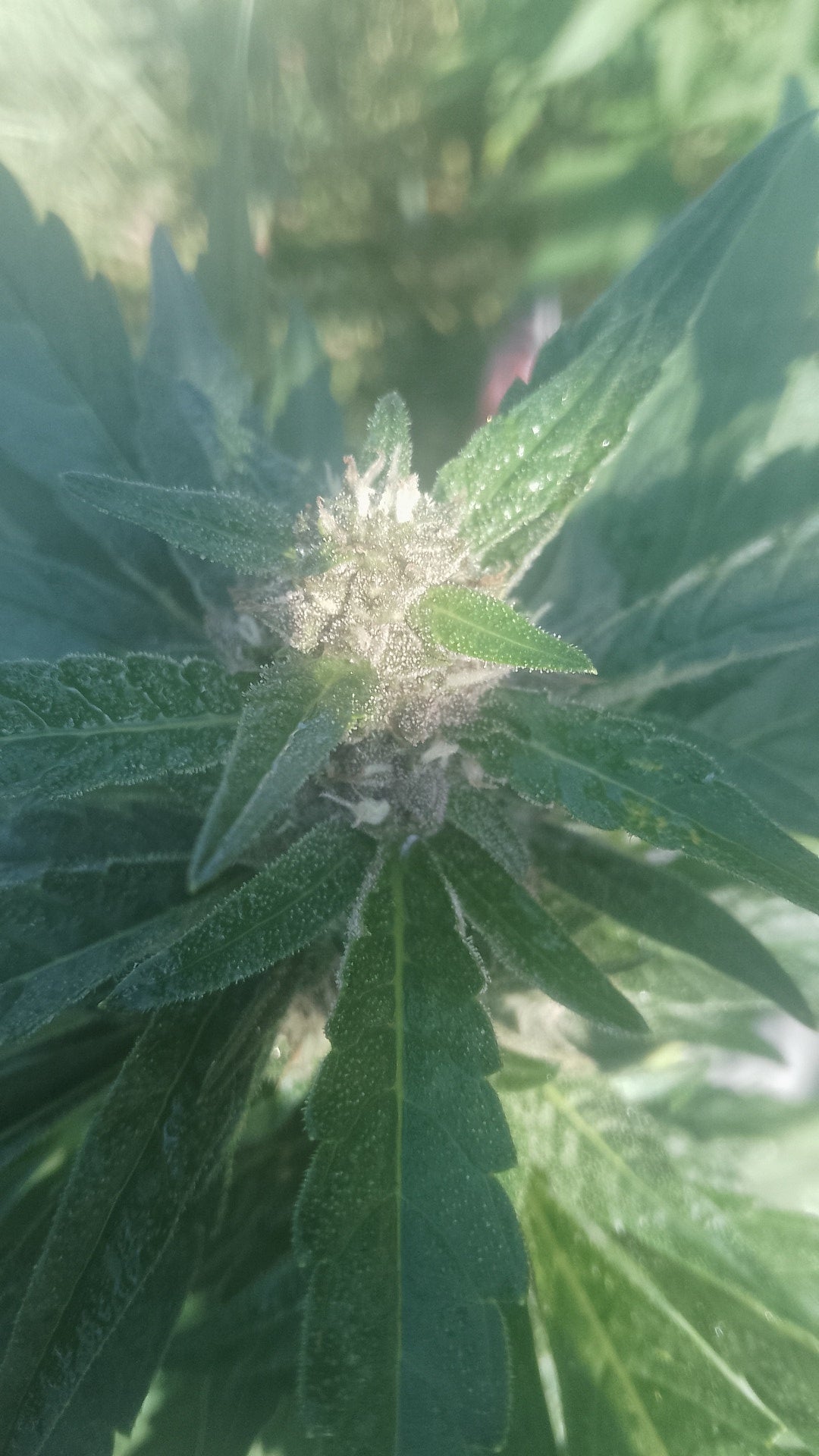 Loud Frost OG Feminized (Auto flower)x5 Verde sols proudest auto