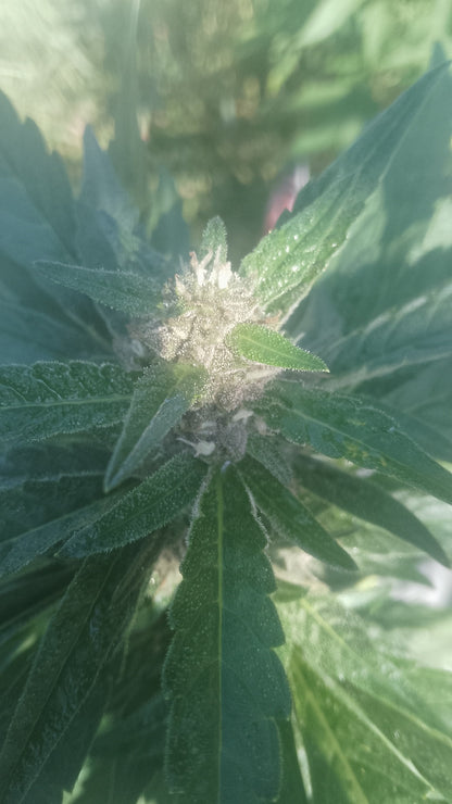 Loud Frost OG Feminized (Auto flower)x5 Verde sols proudest auto