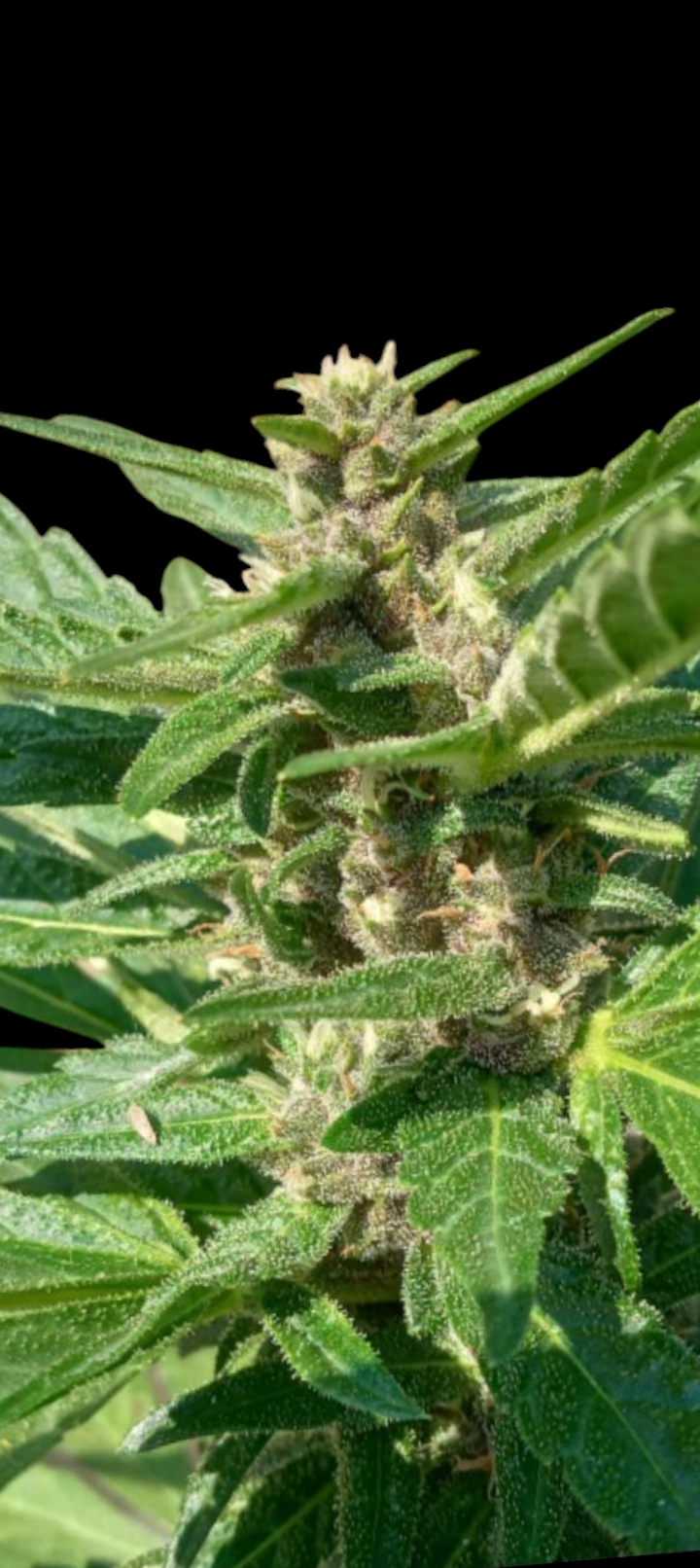 Loud Frost OG Feminized (Auto flower)x5 Verde sols proudest auto
