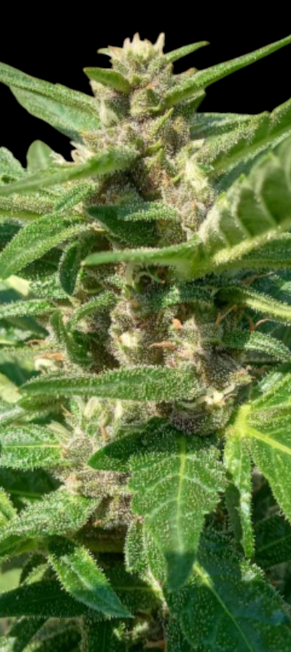 Loud Frost OG Feminized (Auto flower)x5 Verde sols proudest auto